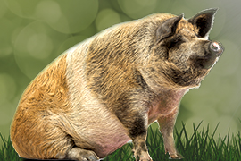 Sattelschweinschmaus